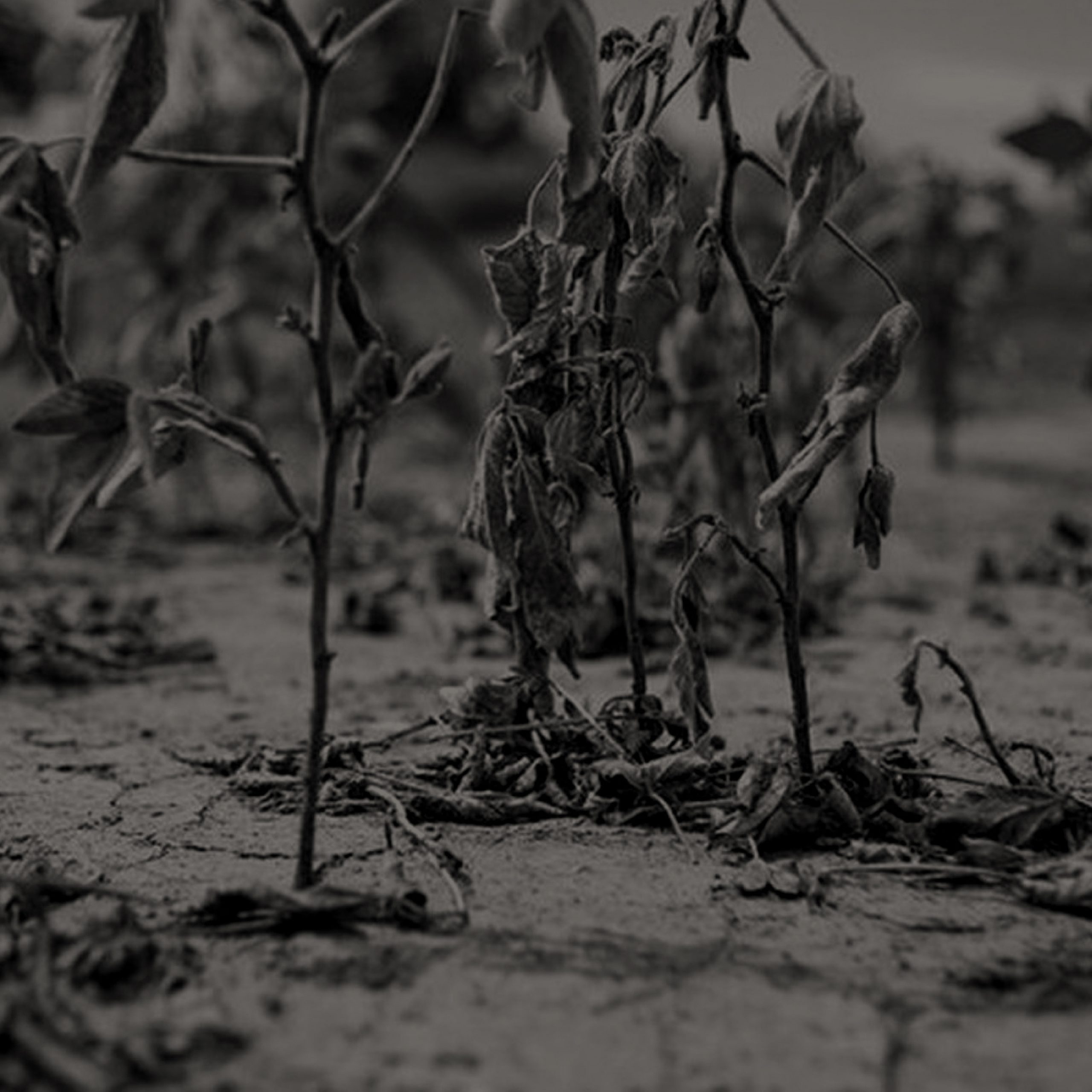 AFIP declaró el estado de emergencia por la sequía
